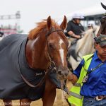 Pimlico picks and ponderings: May 26, 2022