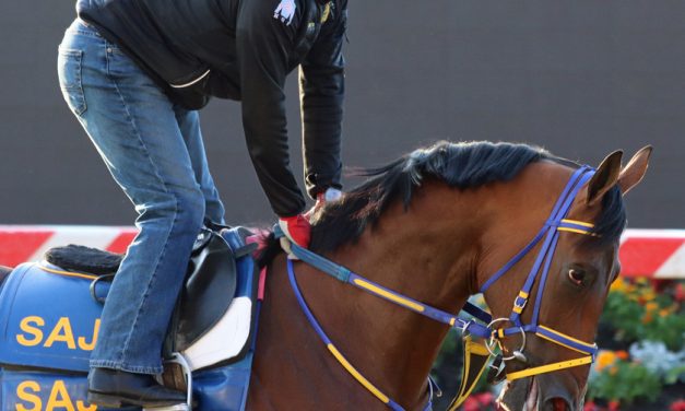 Preakness Profile: Skippylongstocking