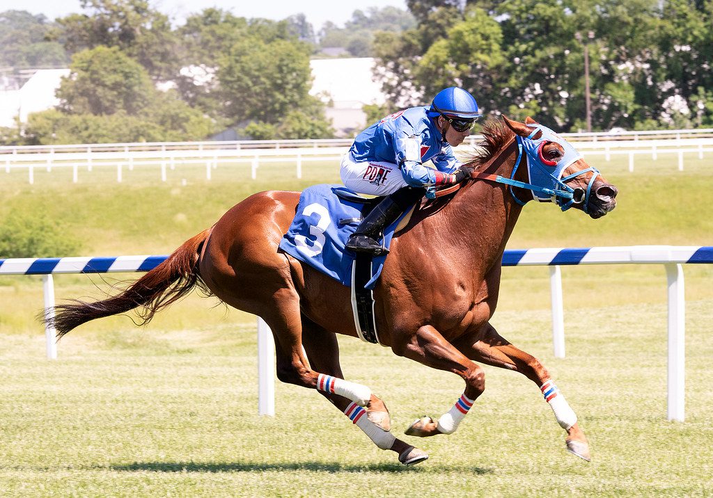 Audacious Quality won an allowance at Laurel Park. Photo Jim McCue.