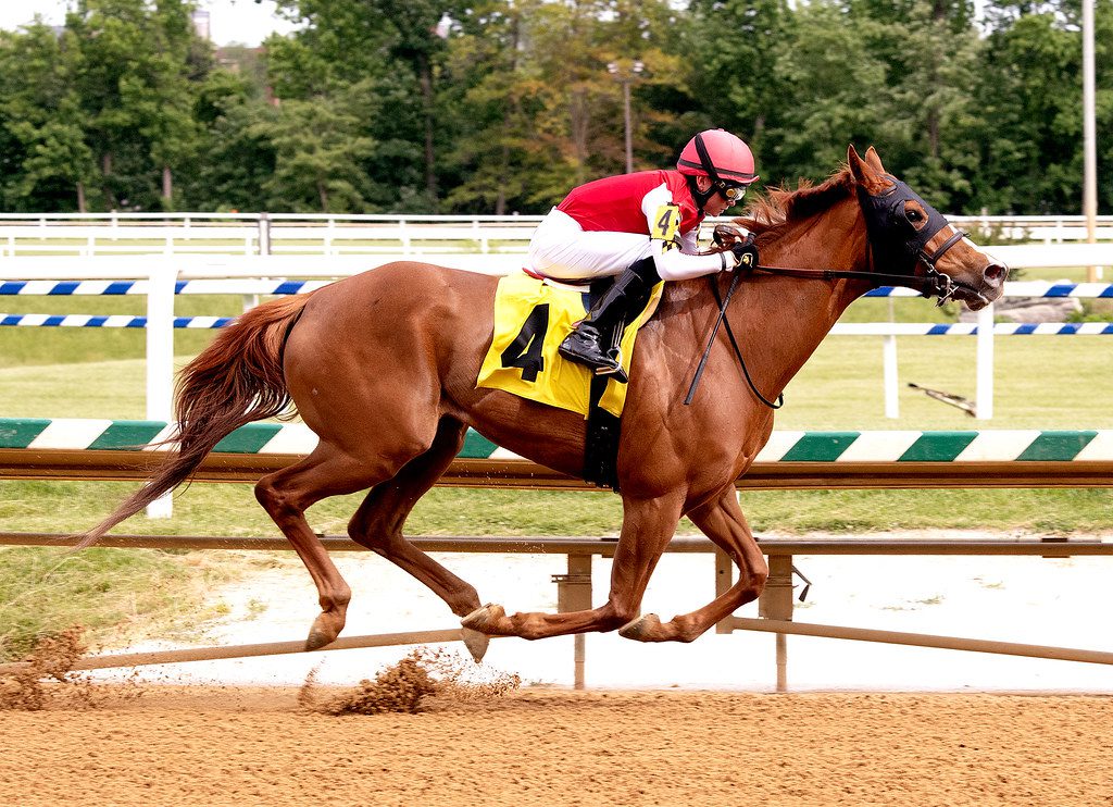 Away to Return won an allowance at Laurel Park. Photo Jim McCue.