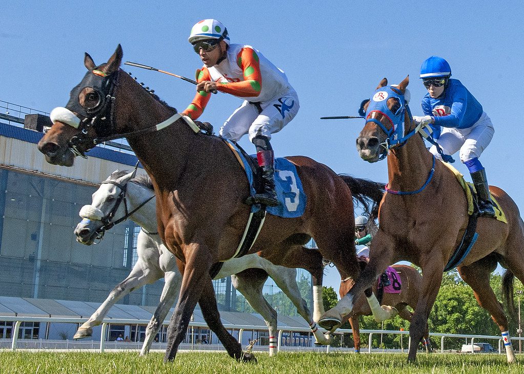 Why Not Tonight won the All Brandy Stakes. Photo Jerry Dzierwinski.