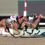 Arabian Knight favored in Southwest