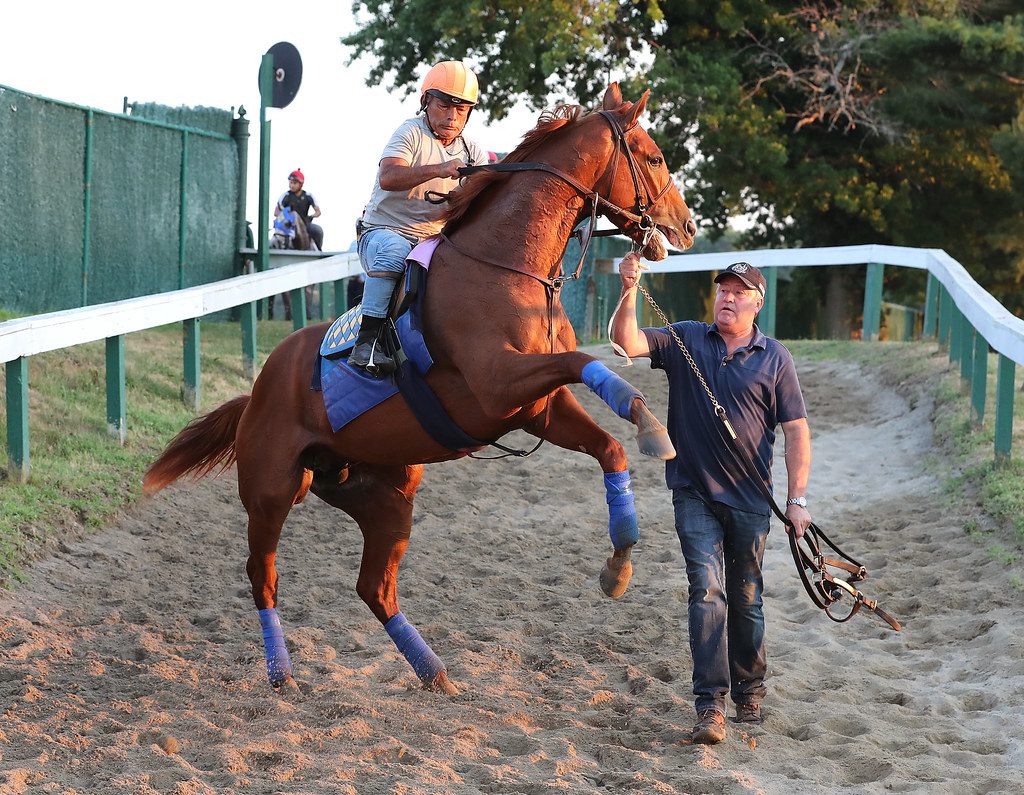 Taiba feeling good at Monmouth Park. Photo By Bill Denver/EQUI-PHOTO.