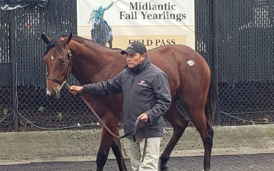 Maryland-breds, sires prominent in Fasig-Tipton yearling sale