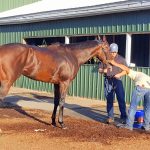 Six Midlantic-breds among Triple Crown noms