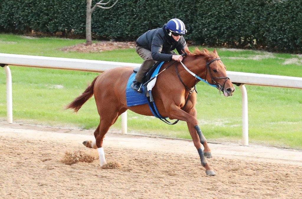 Preakness profile: Tuscan Gold