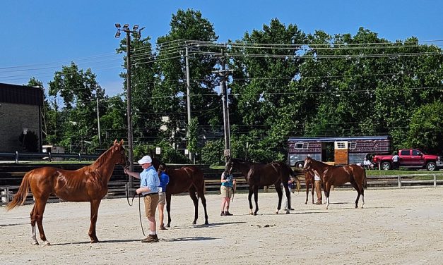 Honor A. P. colt takes top honors at MHBA Yearling Show