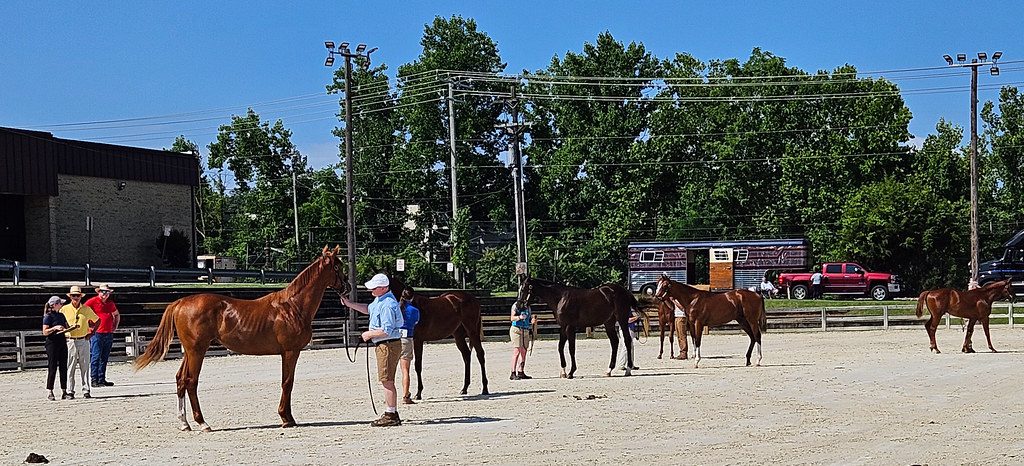 MHBA yearling show