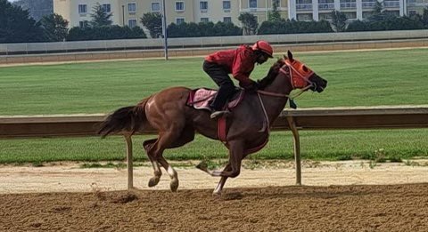 Cute Race Horse No Spill Cup