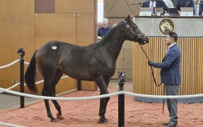 Maryland-breds carry the day at Fasig-Tipton yearling sale