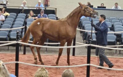 Nyquist colt tops Fasig-Tipton yearling sale