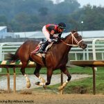 Maryland stallion season auction set for January