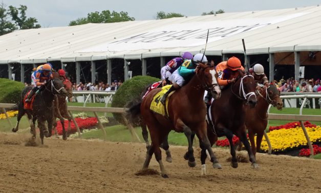 Experts’ Black-Eyed Susan day picks