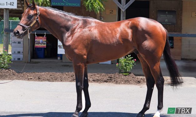 Fasig-Tipton June sale topped by Vekoma colt