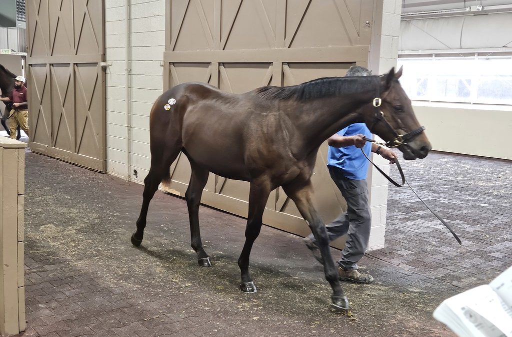 Maryland-breds fared well at Fasig-Tipton yearling sale