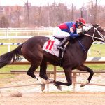 HISA announces research into equine sudden deaths