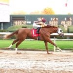 The cat, her human, and the horse: Roadrunner’s tale