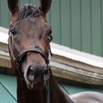Experts’ Preakness day undercard stakes picks