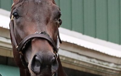 Preakness Profile: Goal Oriented