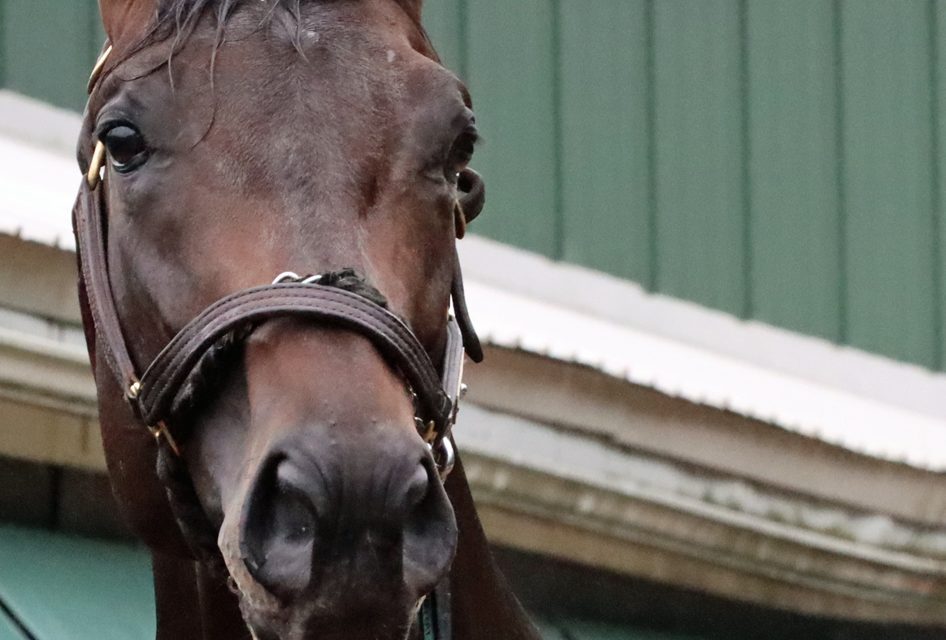Preakness Profile: Goal Oriented