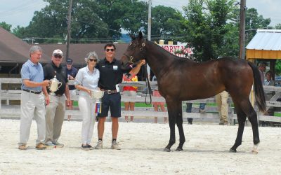Great Notion colt takes top honors at MHBA Yearling Show