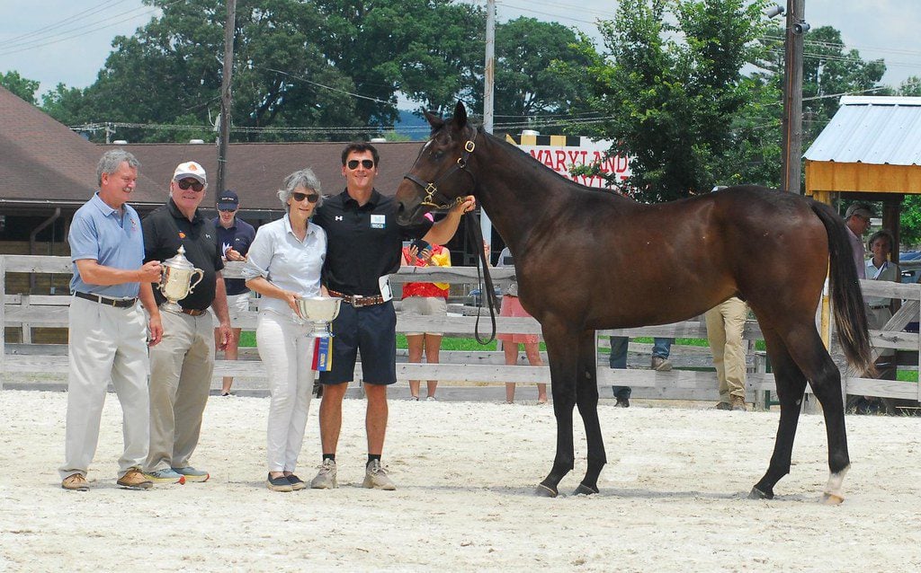 Great Notion colt takes top honors at MHBA Yearling Show