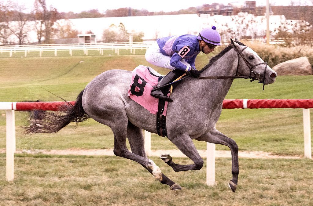 CNL: Audley Farm well represented in weekend stakes