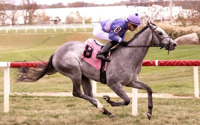 CNL: Audley Farm well represented in weekend stakes