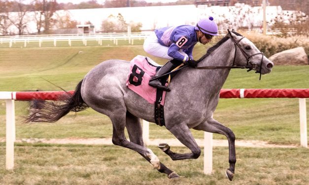 CNL: Audley Farm well represented in weekend stakes
