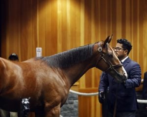 Fasig-Tipton
