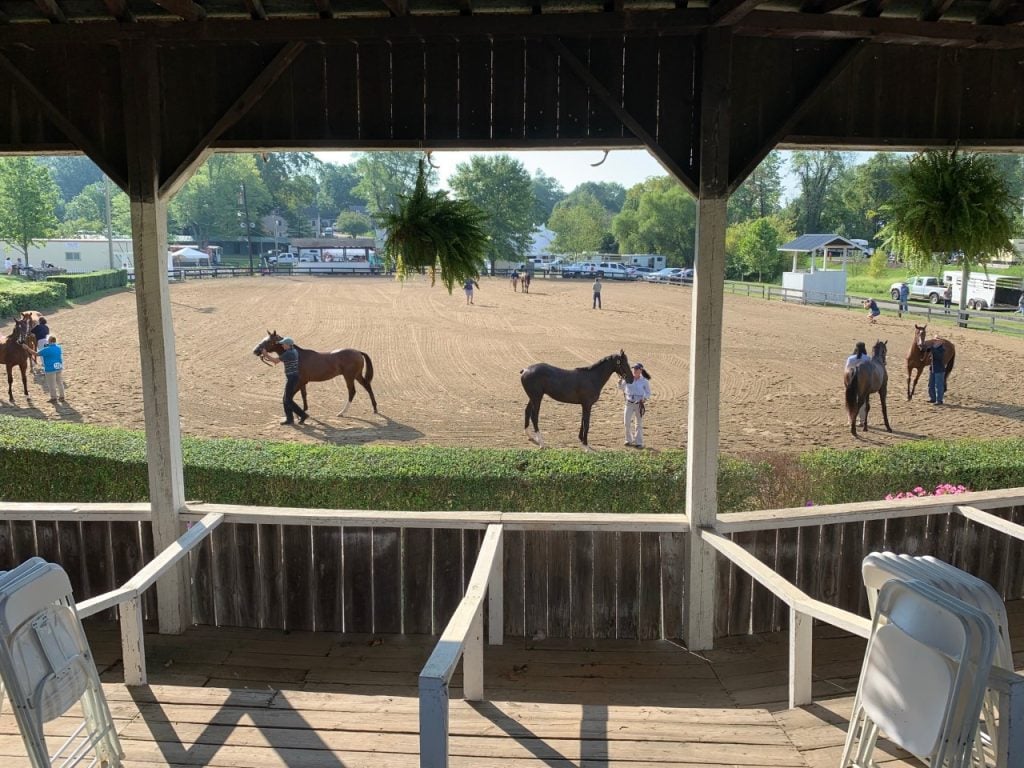 Virginia yearling show 2021