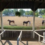 Midlantic-breds in Saratoga Stakes August 20