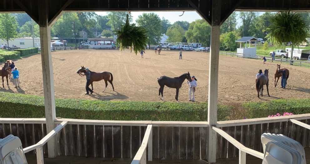 Virginia yearling show 2021