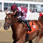 Celtic Contender
