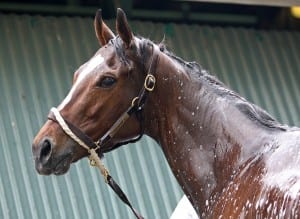 Untapable. Photo By Bill Denver/EQUI-PHOTO.