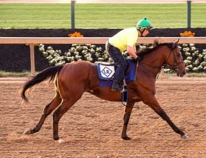 Kid Cruz.  Photo by Jim McCue, Maryland Jockey Club.