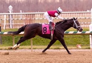 Valid broke his maiden at Laurel Park on New Year's Eve 2012.  Photo by Jim McCue, Maryland Jockey Club.