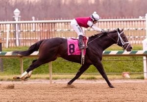 Valid broke his maiden at Laurel Park on New Year's Eve 2012. Photo by Jim McCue, Maryland Jockey Club.