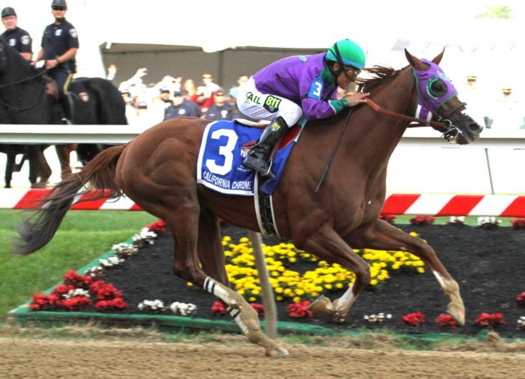 California Chrome. Photo by Laurie Asseo.