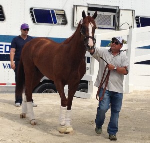 California Chrome makes his way off the van -- finally.