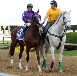 California Chrome with Victor Espinoza up and Gray Horse, with Jessica Lindsey. Photo by Laurie Asseo.