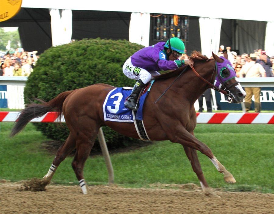 California Chrome wins the 2014 Preakness Stakes. Photo by Laurie Asseo.