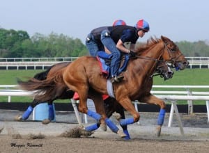 Ring Weekend gallops at Fair Hill.  Photo by Maggie Kimmitt, Herringswell Stables.