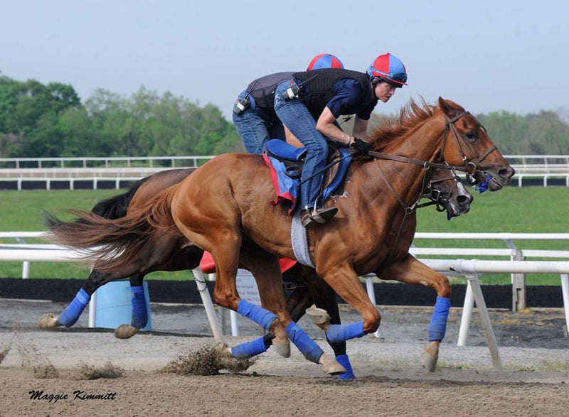 Preakness Profiles: Ring Weekend