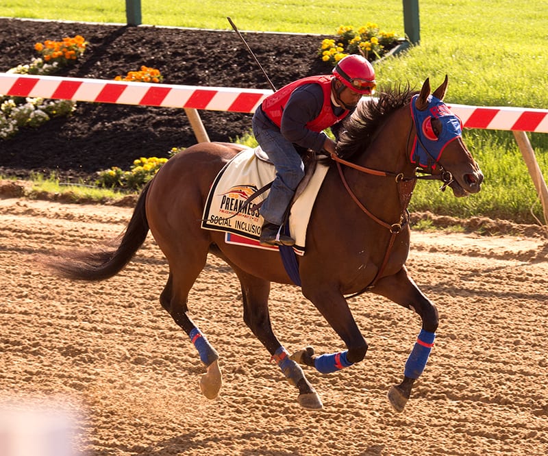 Preakness notes for May 11: ‘Chrome’ a ‘rock star’