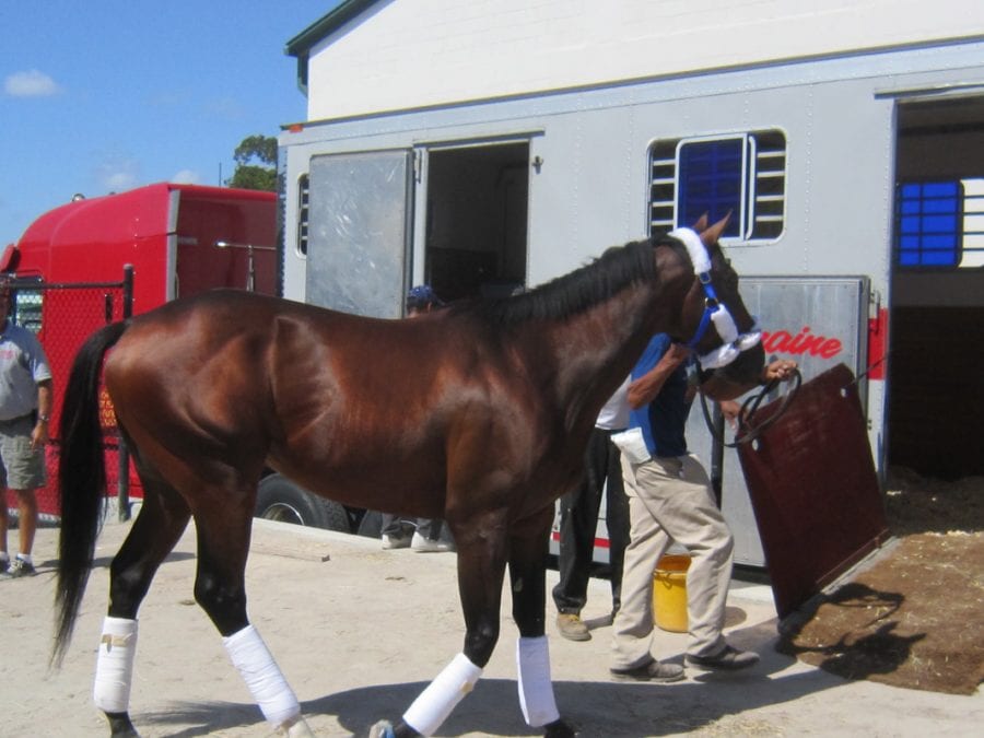 First horse is Preakness-bound, plus news and notes