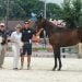 MHBA Yearling Show