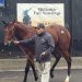 Fasig-Tipton