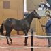 Fasig-Tipton