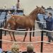 Fasig-Tipton